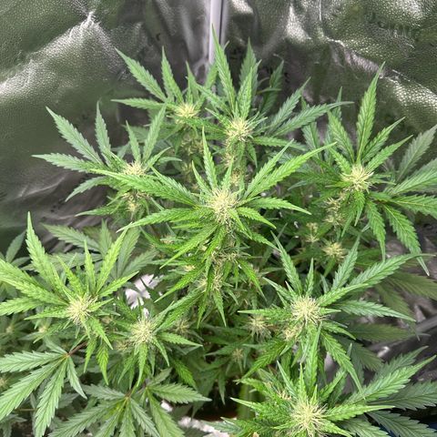 Cookies Gelato #2 🍪 growlog timeline photo
