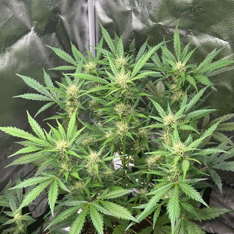 Cookies Gelato #2 🍪 growlog timeline photo