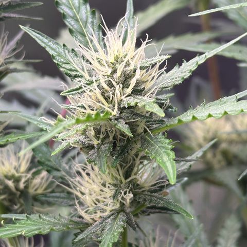 Cookies Gelato #2 🍪 growlog timeline photo