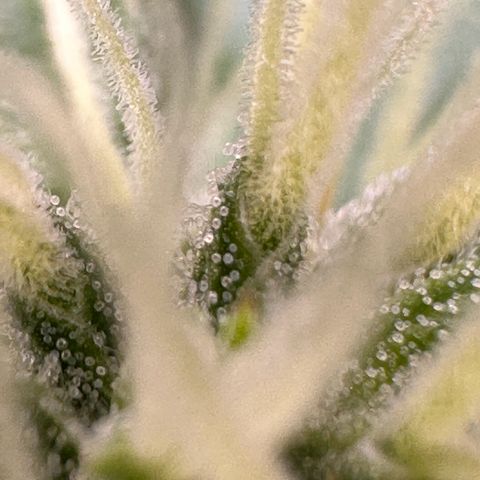 Cookies Gelato #2 🍪 growlog timeline photo