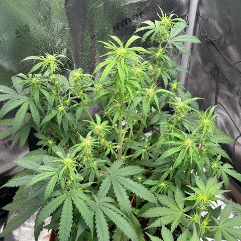 Trainwreck Auto growlog timeline photo
