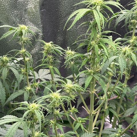 Trainwreck Auto growlog timeline photo