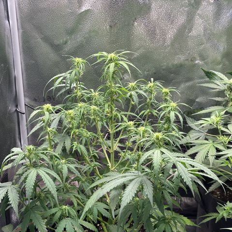 Trainwreck Auto growlog timeline photo