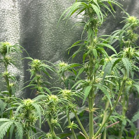 Trainwreck Auto growlog timeline photo