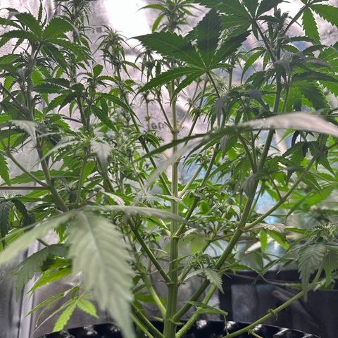 Trainwreck Auto growlog timeline photo