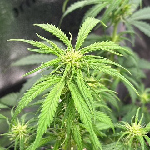 Trainwreck Auto growlog timeline photo