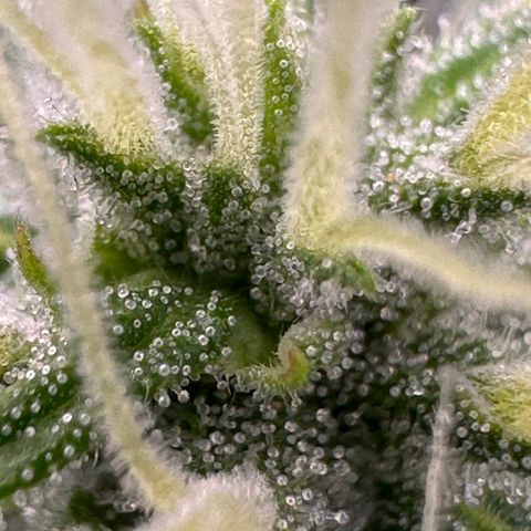 Cookies Gelato #2 🍪 growlog timeline photo
