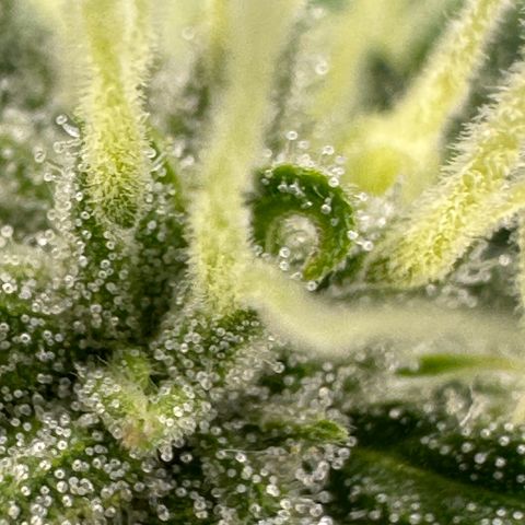 Cookies Gelato #2 🍪 growlog timeline photo