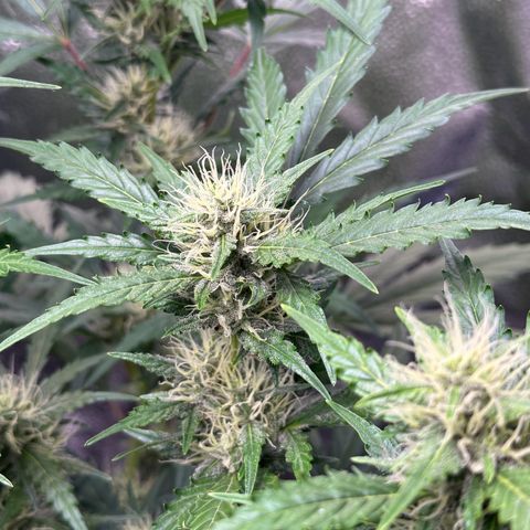 Cookies Gelato #2 🍪 growlog timeline photo