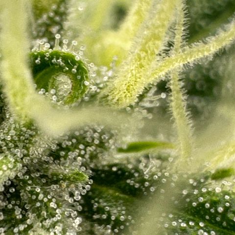 Cookies Gelato #2 🍪 growlog timeline photo