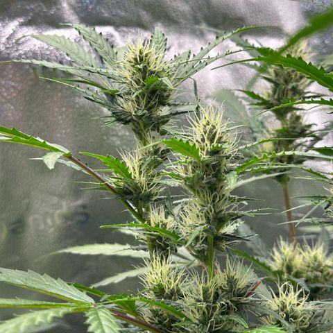 Cookies Gelato #2 🍪 growlog timeline photo
