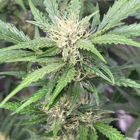 Cookies Gelato #2 🍪 growlog timeline photo