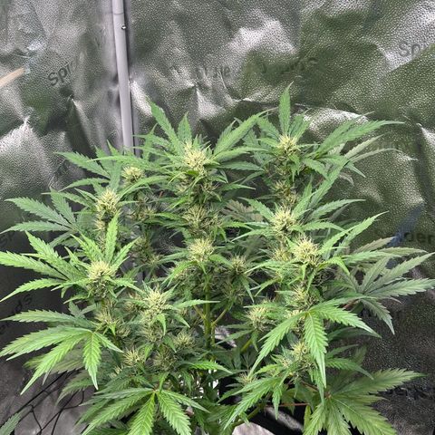 Cookies Gelato #2 🍪 growlog timeline photo