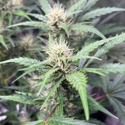 Cookies Gelato #2 🍪 growlog timeline photo