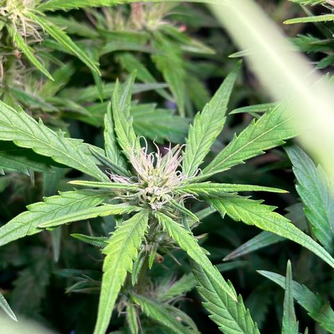 Pink Runtz Auto growlog timeline photo