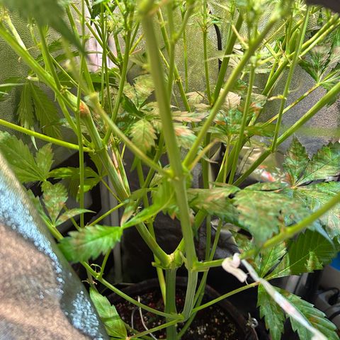 Pink Runtz Auto growlog timeline photo