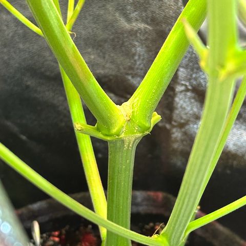 Pink Runtz Auto growlog timeline photo