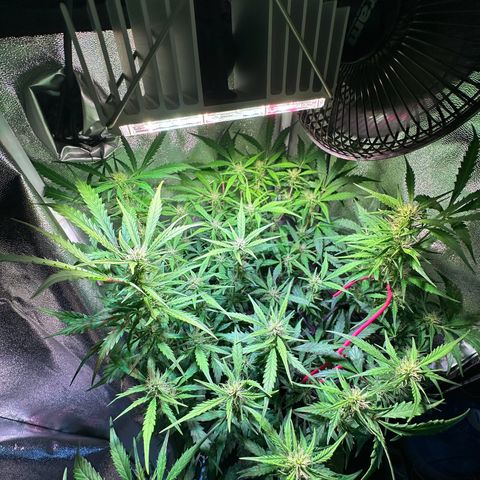 Pink Runtz Auto growlog timeline photo