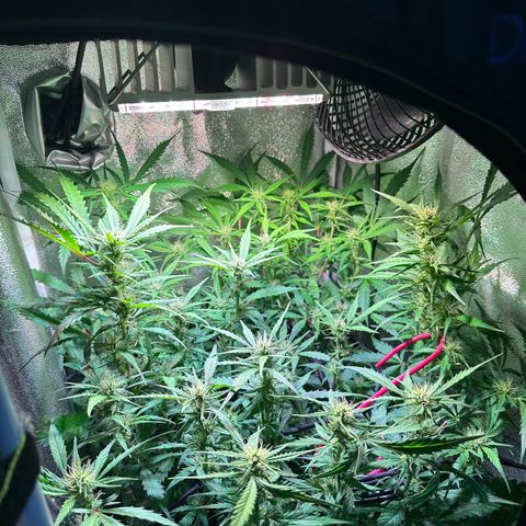 Pink Runtz Auto growlog timeline photo