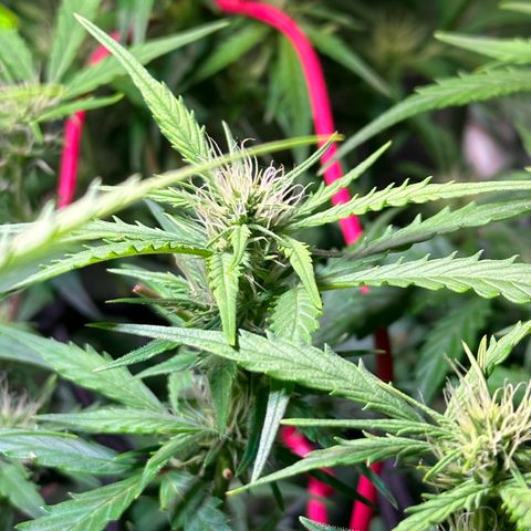 Pink Runtz Auto growlog timeline photo