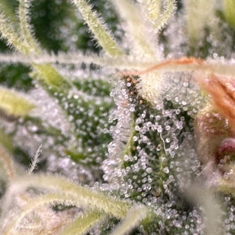 Cookies Gelato #2 🍪 growlog timeline photo