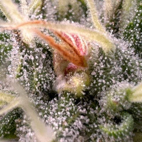 Cookies Gelato #2 🍪 growlog timeline photo