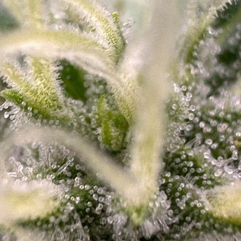Cookies Gelato #2 🍪 growlog timeline photo