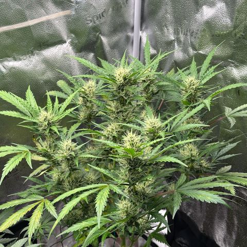 Cookies Gelato #2 🍪 growlog timeline photo