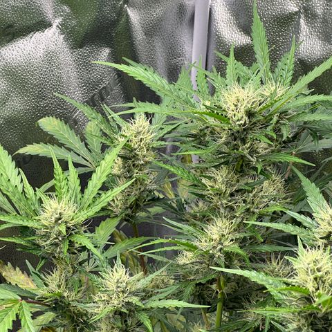 Cookies Gelato #2 🍪 growlog timeline photo