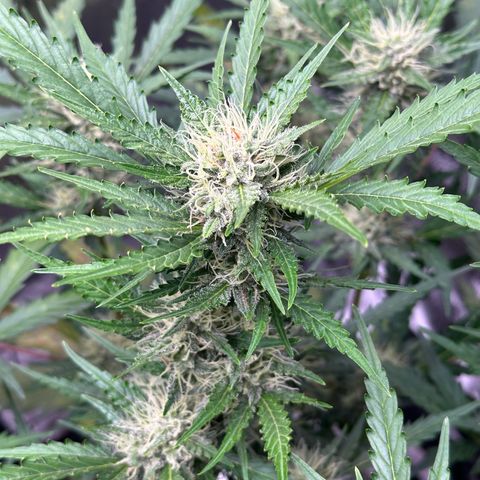 Cookies Gelato #2 🍪 growlog timeline photo