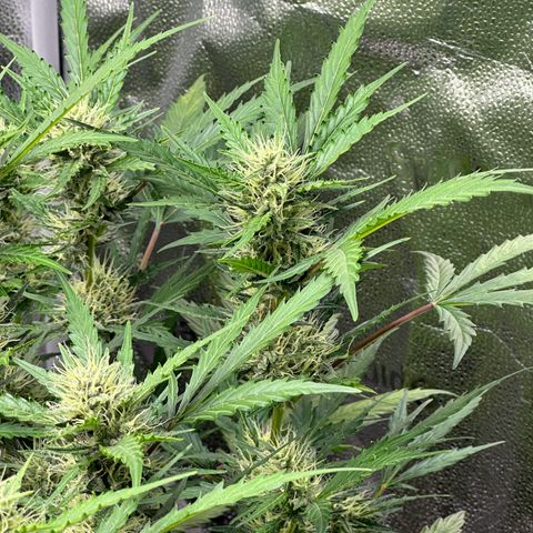 Cookies Gelato #2 🍪 growlog timeline photo