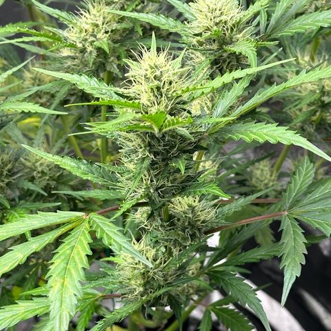 Cookies Gelato #2 🍪 growlog timeline photo
