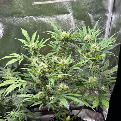 Cookies Gelato #2 🍪 growlog timeline photo