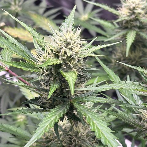 Cookies Gelato #2 🍪 growlog timeline photo