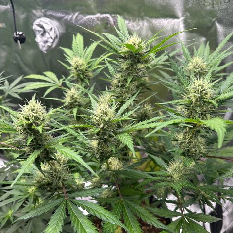 Cookies Gelato #2 🍪 growlog timeline photo