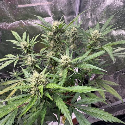 Cookies Gelato #2 🍪 growlog timeline photo
