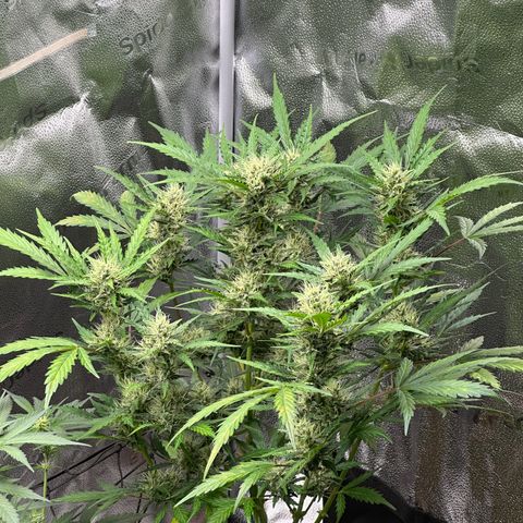 Cookies Gelato #2 🍪 growlog timeline photo