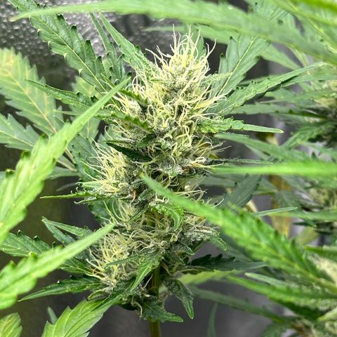 Cookies Gelato #2 🍪 growlog timeline photo