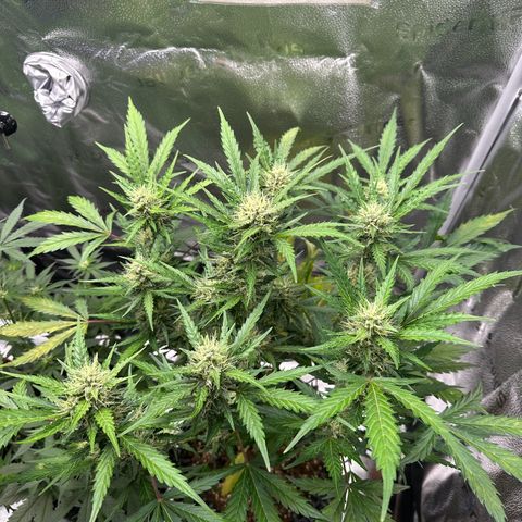 Cookies Gelato #2 🍪 growlog timeline photo