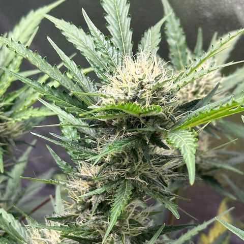 Cookies Gelato #2 🍪 growlog timeline photo