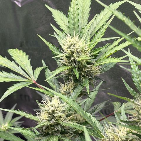Cookies Gelato #2 🍪 growlog timeline photo