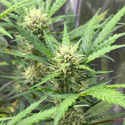 Cookies Gelato #2 🍪 growlog timeline photo