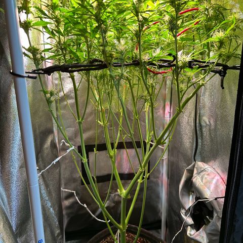 Pink Runtz Auto growlog timeline photo