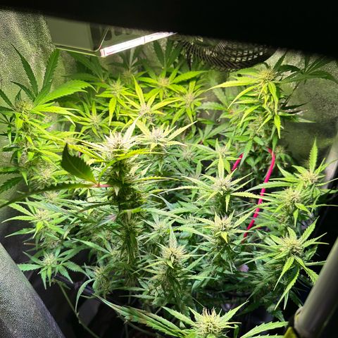 Pink Runtz Auto growlog timeline photo