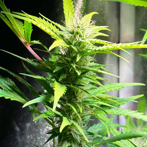 Pink Runtz Auto growlog timeline photo