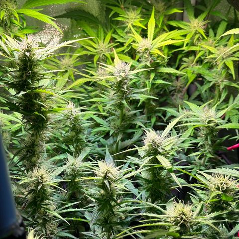 Pink Runtz Auto growlog timeline photo