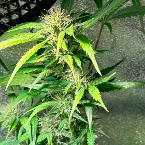 Pink Runtz Auto growlog timeline photo