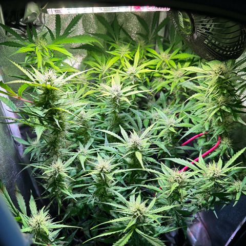 Pink Runtz Auto growlog timeline photo