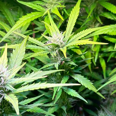 Pink Runtz Auto growlog timeline photo