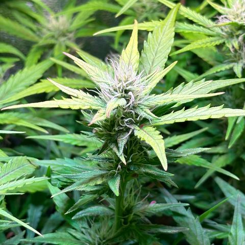 Pink Runtz Auto growlog timeline photo